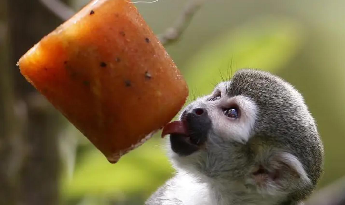 动物不用吃盐吗,宠物真的不能吃盐吗