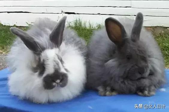 致命的60种动物,这100种动物你都认识吗