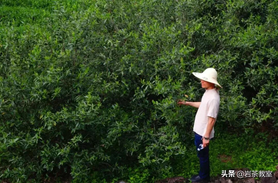 山场主人李新|母树白牡丹的价值回归