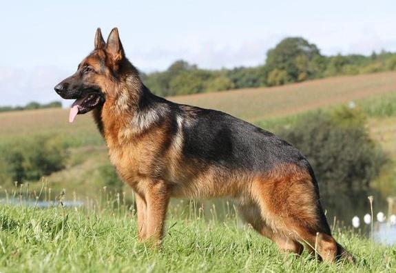 养牧羊犬最怕什么,养马犬好还是养德国牧羊犬好