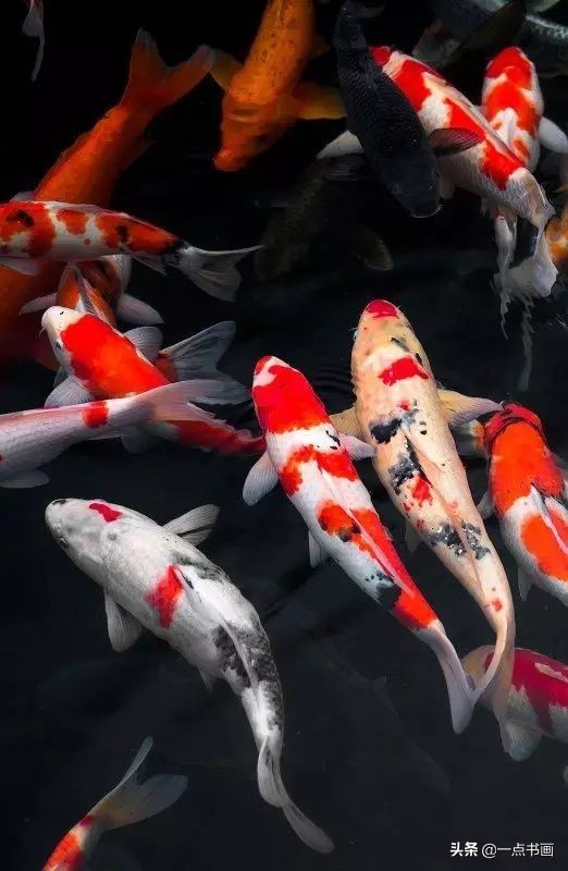 池中之仙，惊艳若此——锦鲤