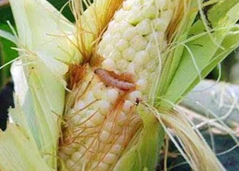 经典植物动物科普,常见植物对应的动物