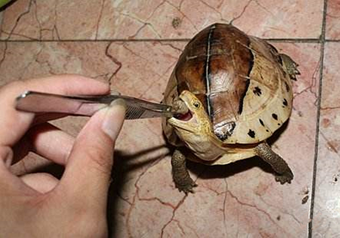 乌龟咬到人怎么样才能让乌龟松口,手被乌龟咬了视频