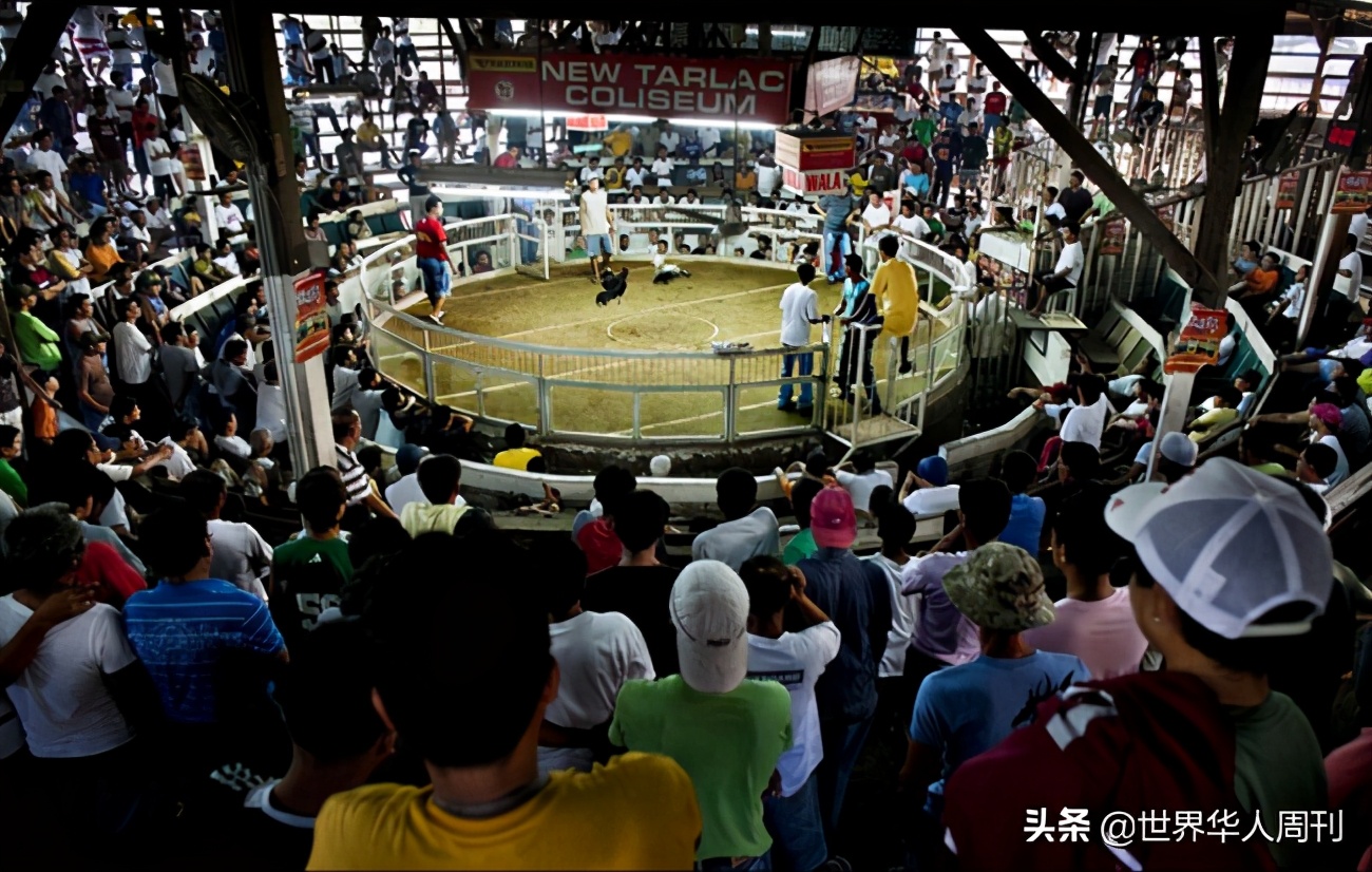 菲律宾一警察被一只公鸡杀死,斗鸡与菲律宾斗鸡打架