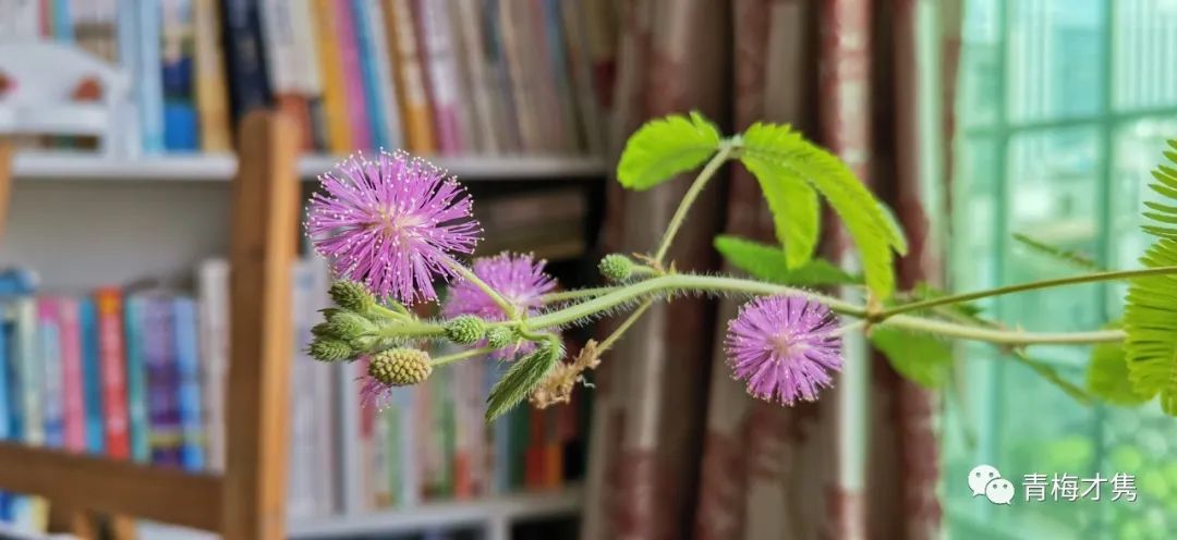 你所向往的生活状态是什么样的呀,你所向往的生活也许是别人的日常