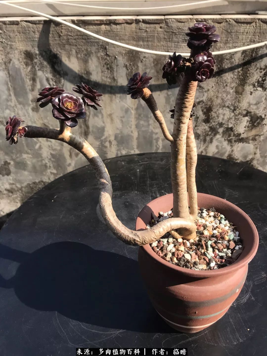 多肉带给我的感情,多肉给人们带什么作用