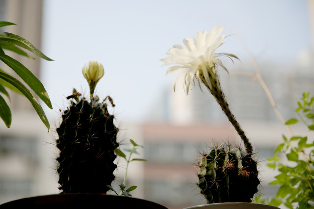 唢呐是民乐的灵魂,民间唢呐高手吹唢呐