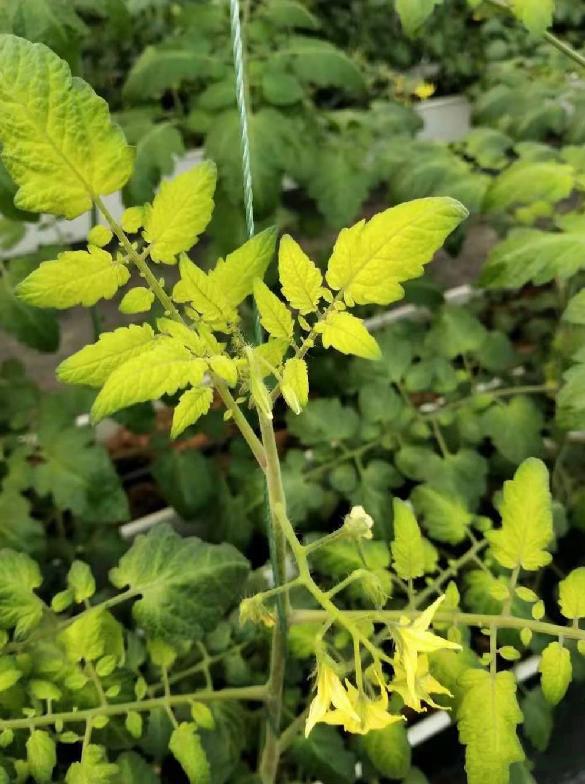 蔬菜根部发黄什么原因,蔬菜出现黄叶是怎么回事啊