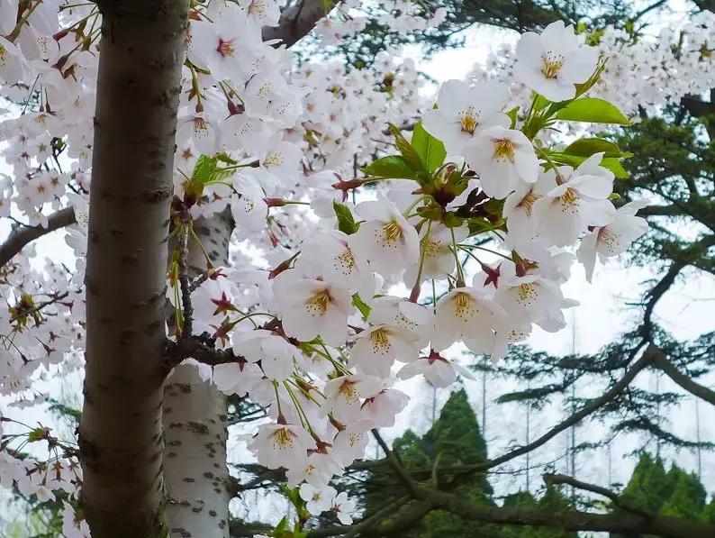 好书推荐快来领取你的宝藏书单,100种百花图谱大全