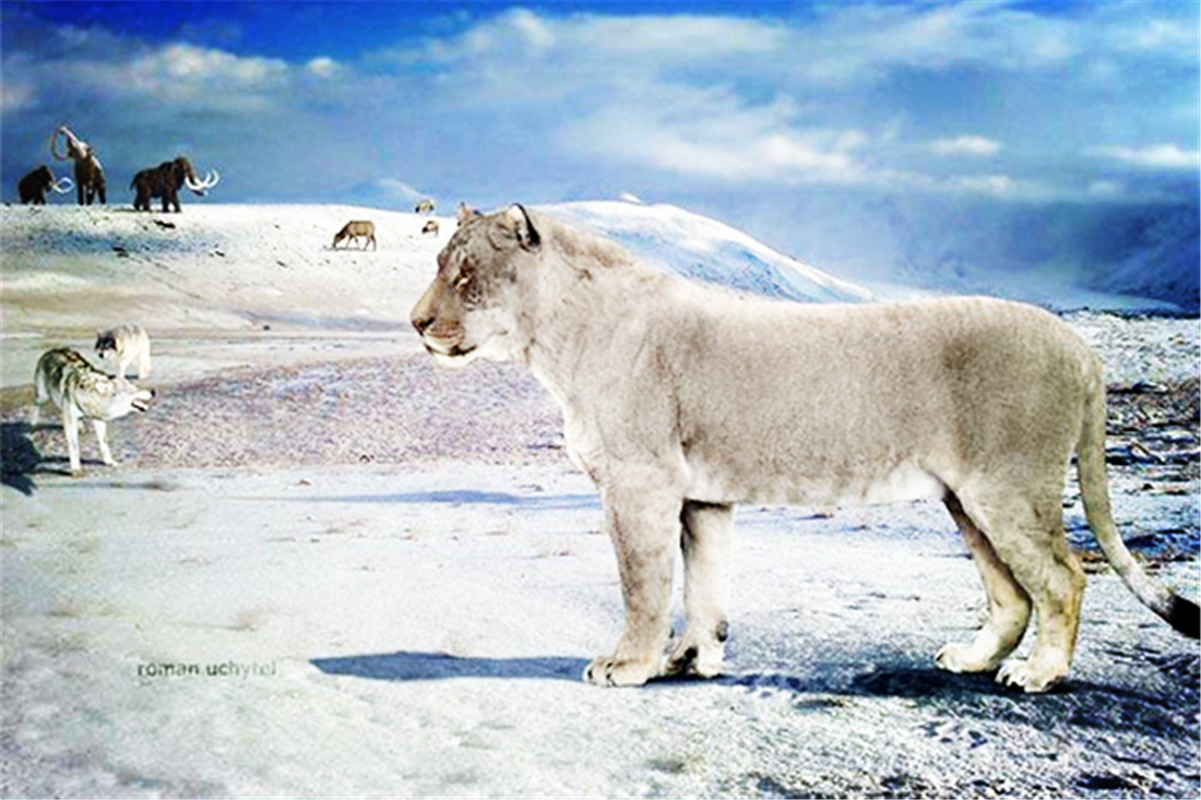 残暴狮母狮,残暴狮打得过原始狮吗