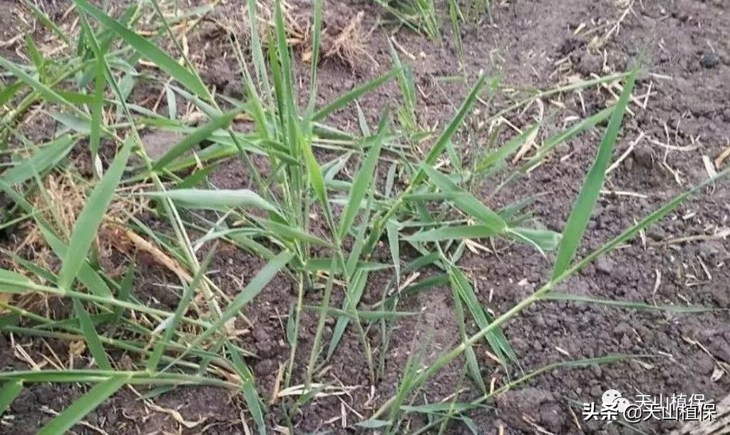 棉田芦苇怎么根除,小麦地里芦苇怎样根除