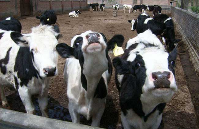 奶牛习惯性流产怎么预防,奶牛隐性流产