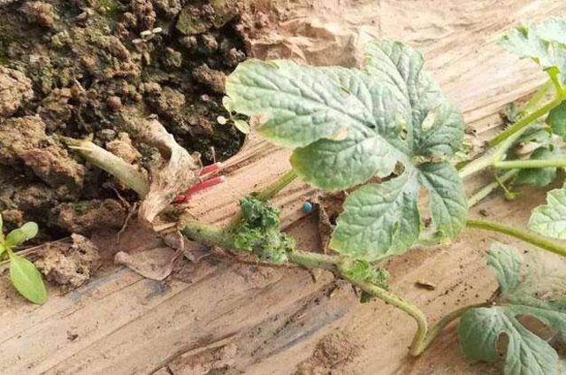 西瓜蚜虫用什么特效药防治,防治西瓜蚜虫的特效药有哪些