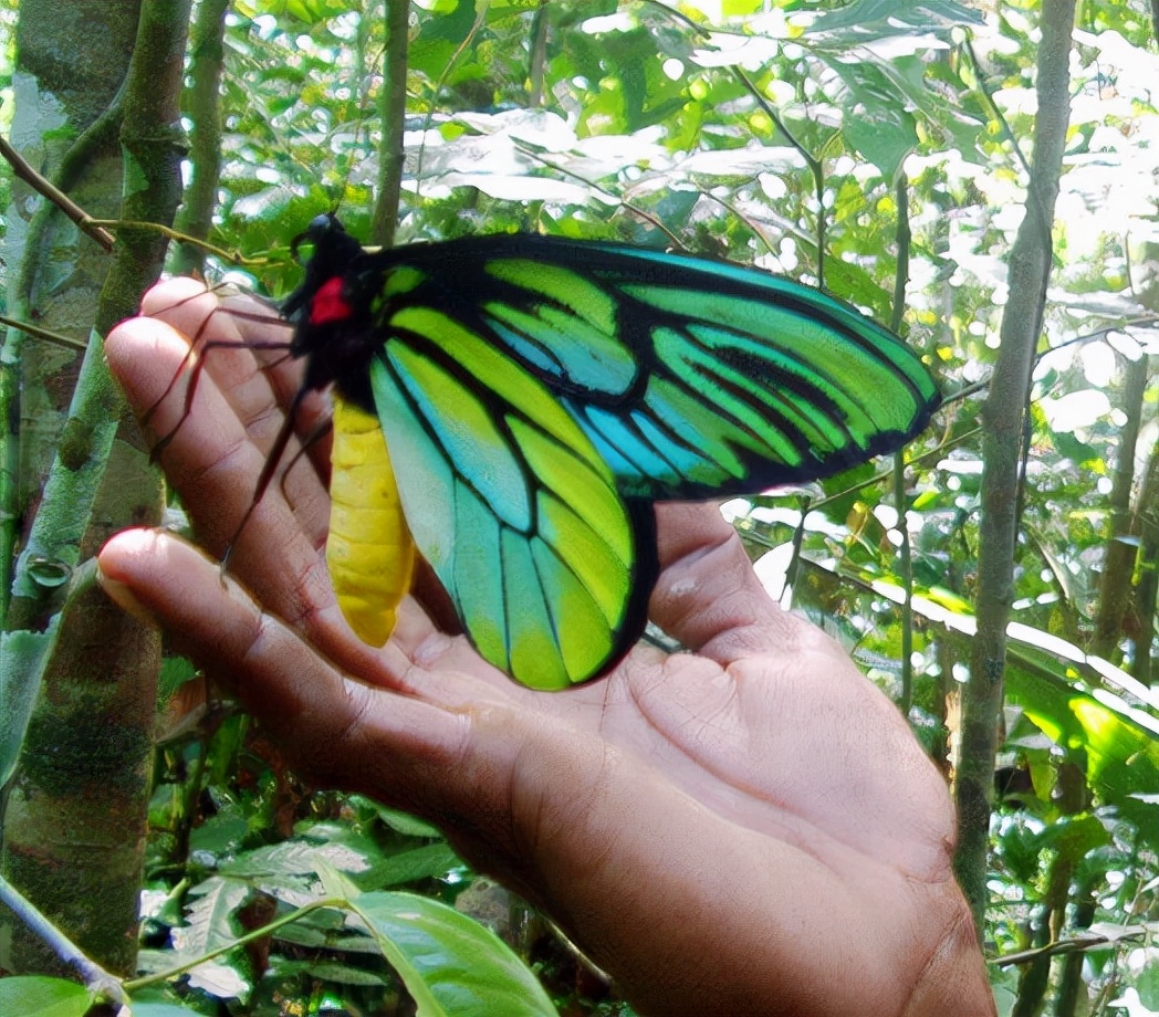 特别的蝴蝶图片,特别的蝴蝶的作文400字