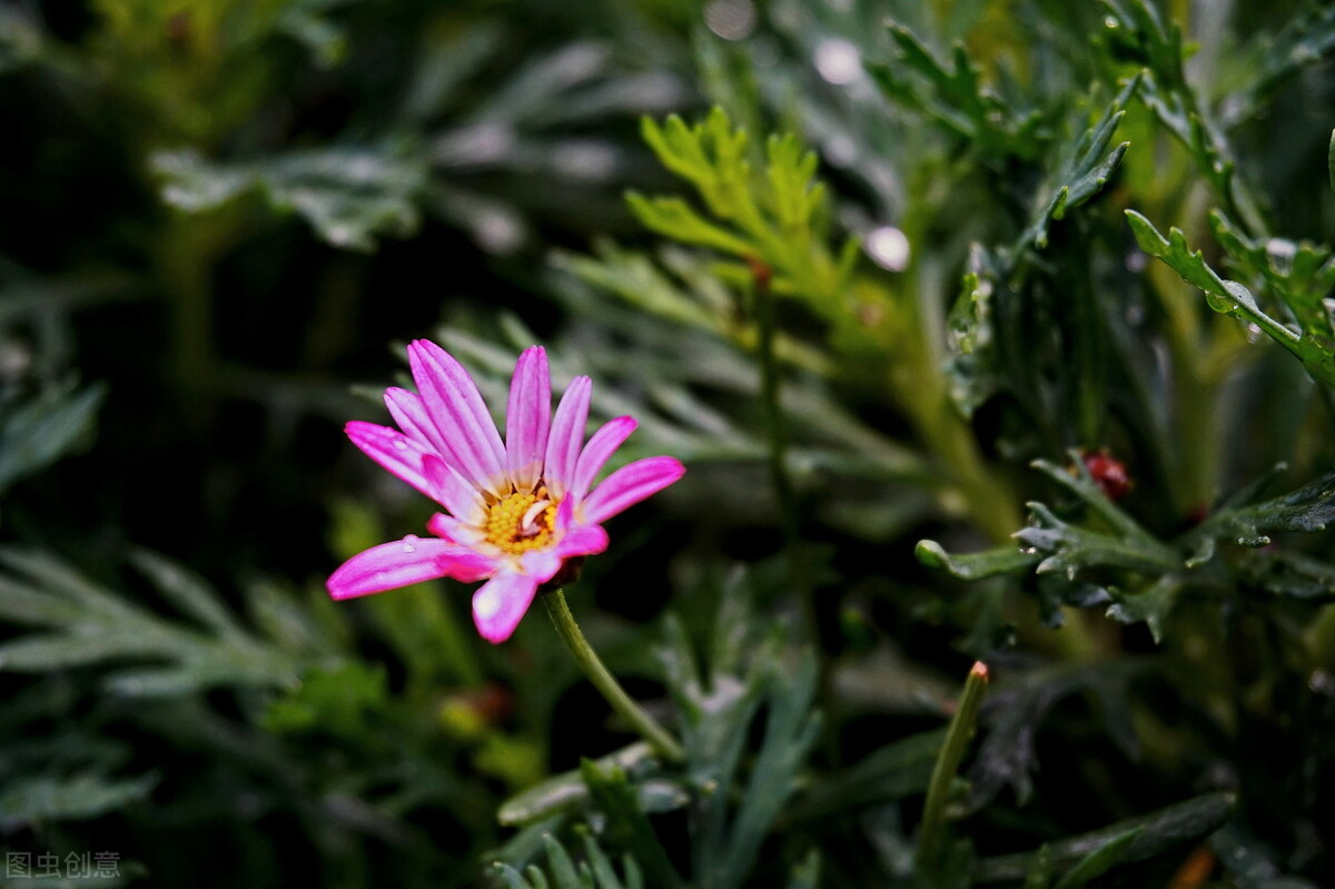养玛格丽特,养了多年的玛格丽特
