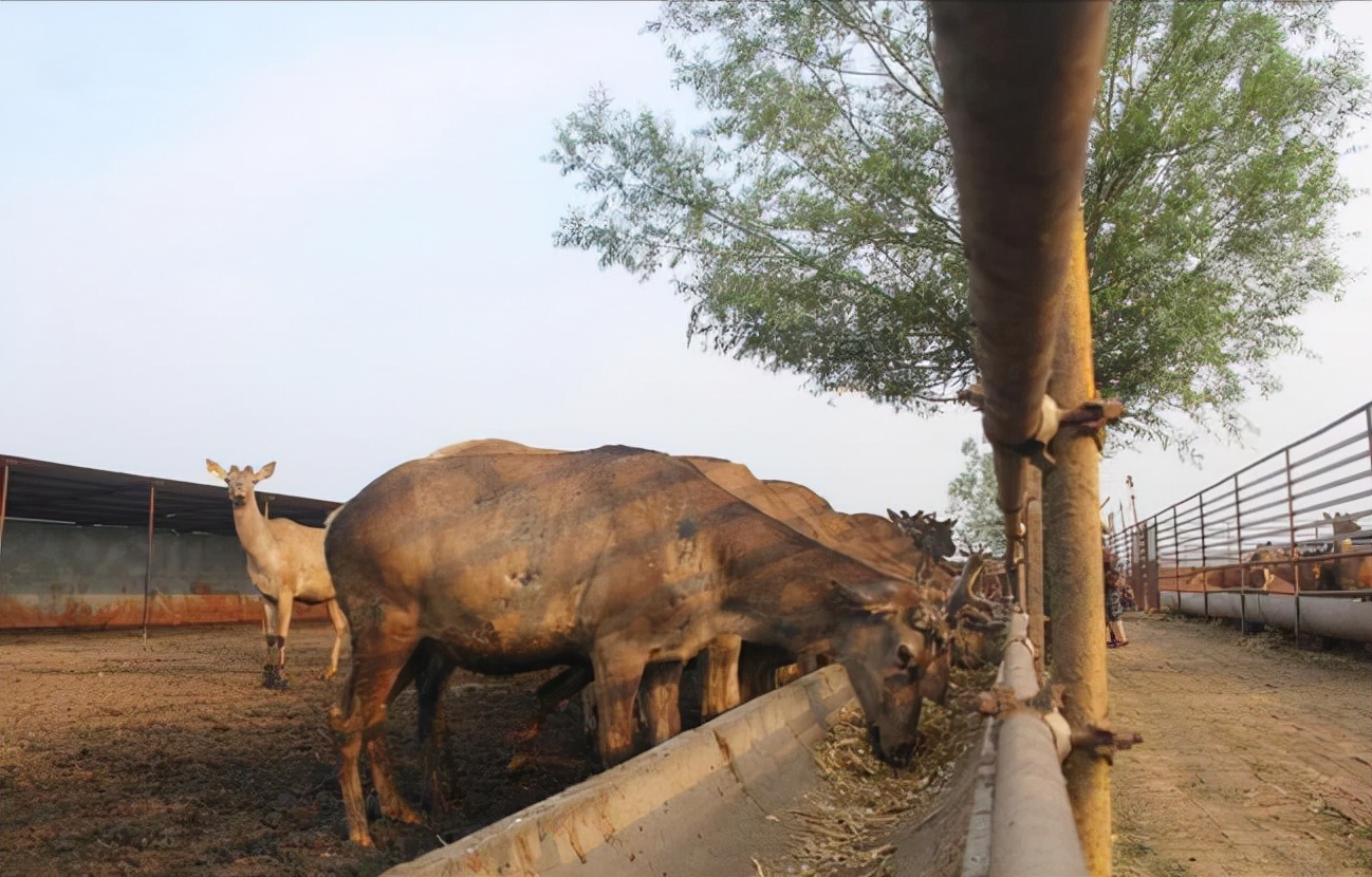 王娇养梅花鹿,梅花鹿王娇