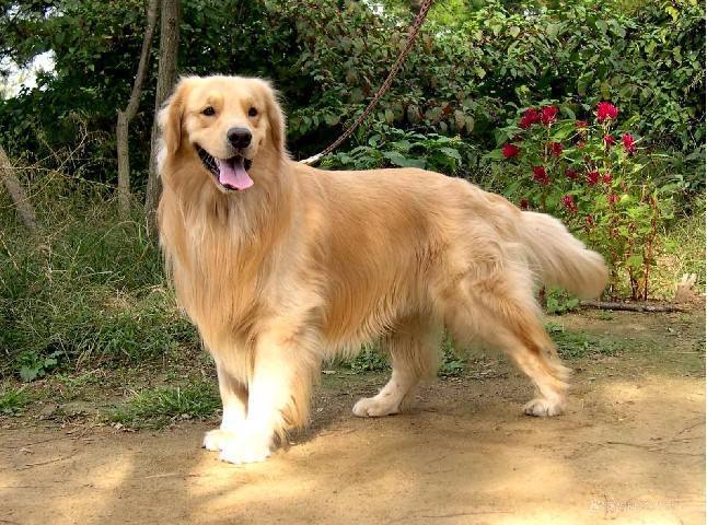 发育时期的狗狗吃什么狗粮,喂养狗狗用狗粮还是肉