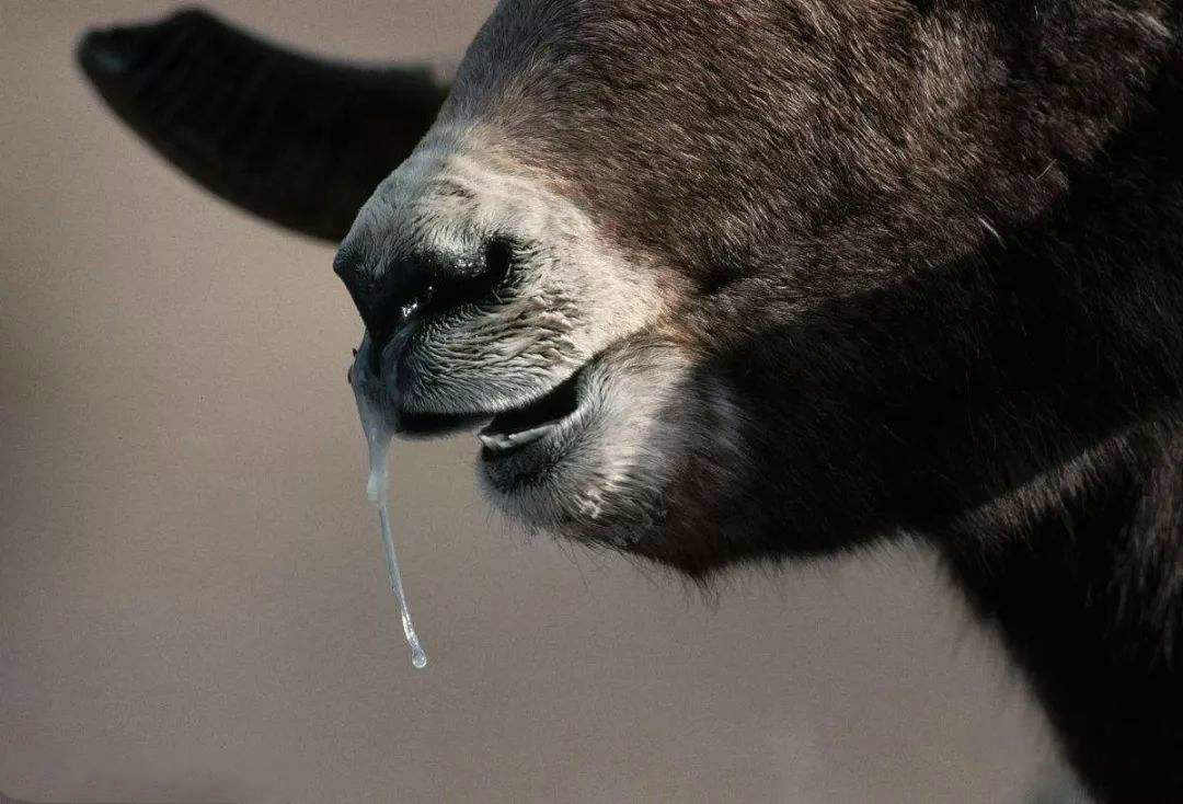 羊冬天感冒怎么治,羊只有在春冬两季需要预防感冒吗