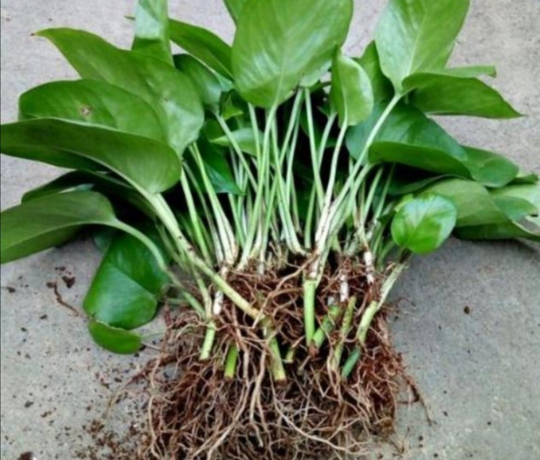 养绿萝只放水,绿萝怎么养才能更旺盛不用肥料养