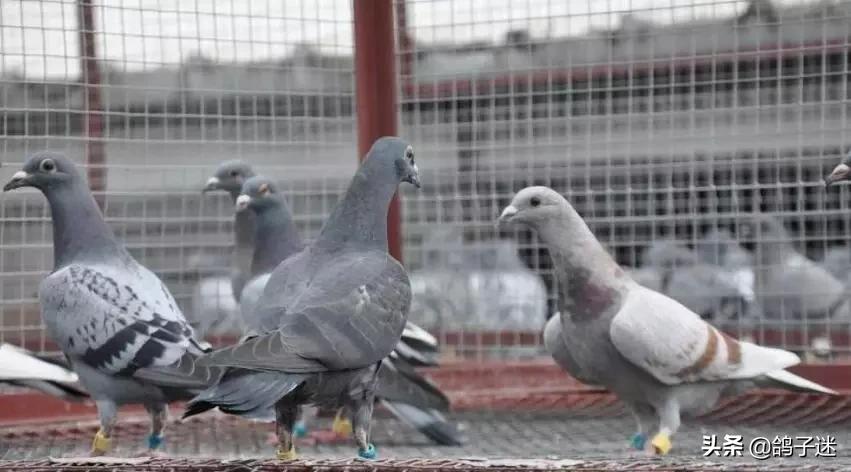人药治鸽病配方大全,教你巧用人药治鸽子病