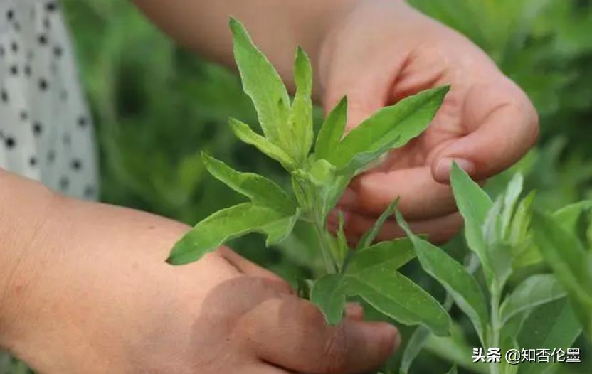 农村种植什么最赚钱投资小见效快,农村有什么投资小挣钱的好项目