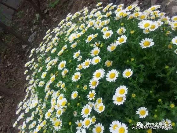 帮助睡眠的花水养,睡眠不理想试试养这4种花