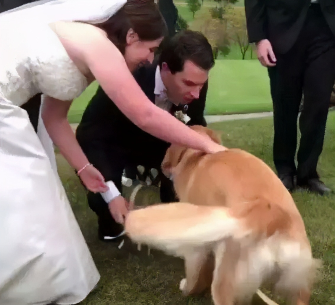 狗狗摸哪里才会让它有安全感,狗狗最喜欢主人摸它哪个部位