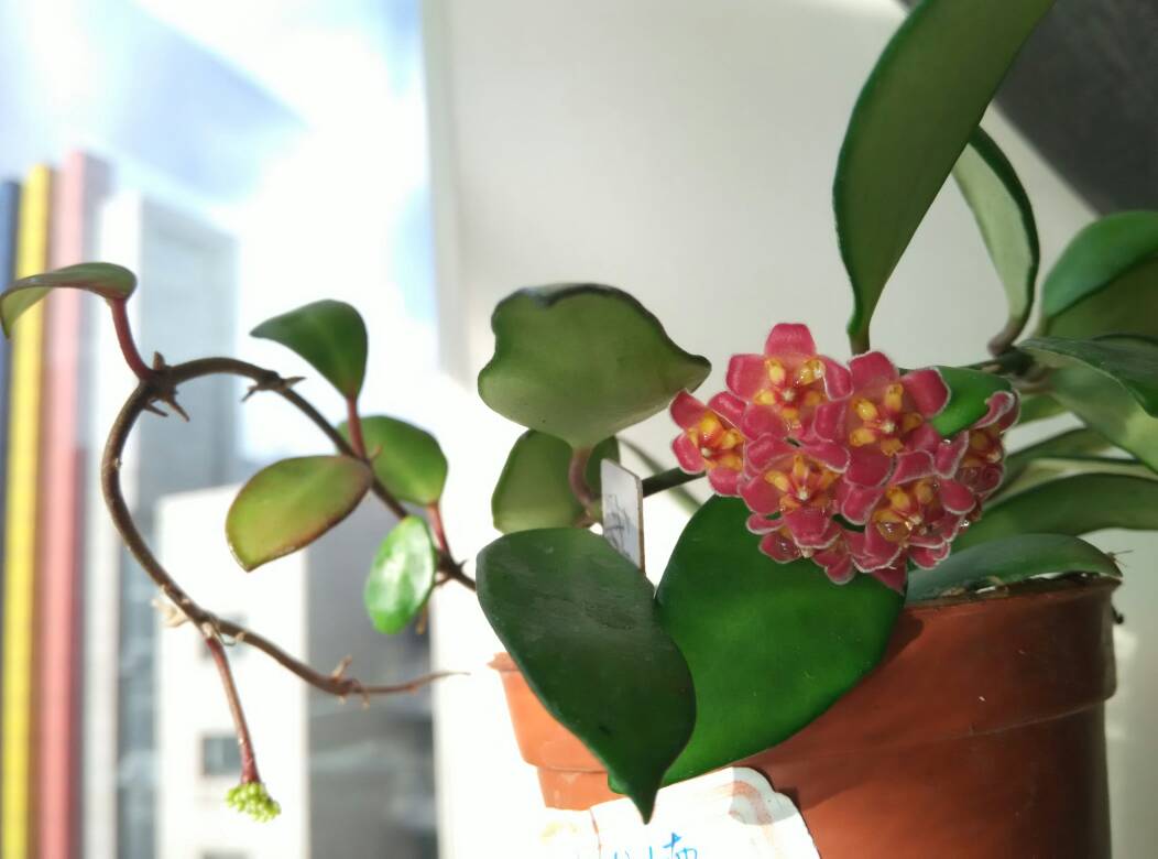 封闭阳台可以养绣球花吗,戴维德球兰养护