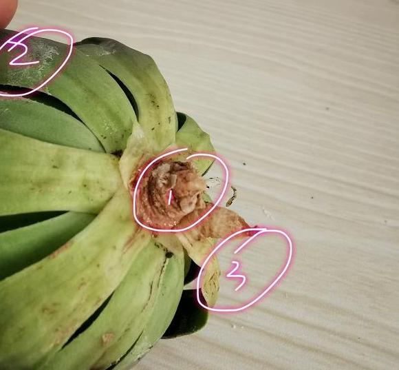 多肉玉露烂根怎么办,多肉玉露的处理方法