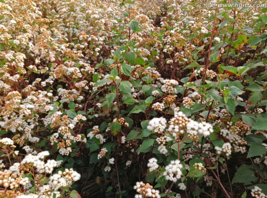38种常见入侵植物花朵,38种疯狂的入侵植物