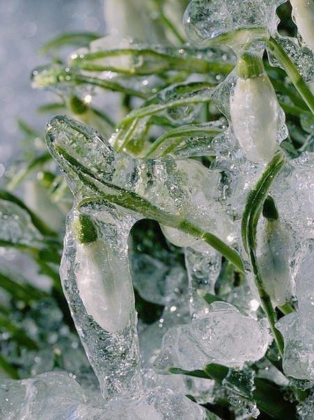 奇花异草大全罕见图文,极其罕见的奇花异草