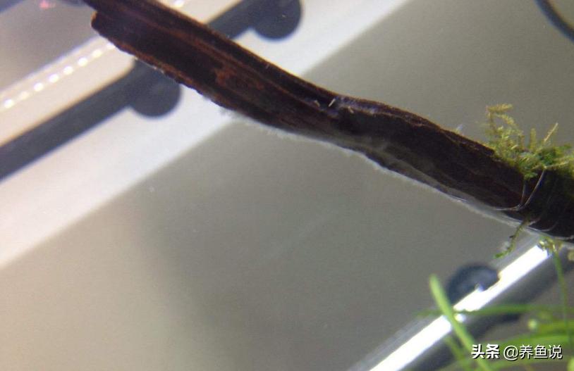 鱼缸鱼白色黏膜是什么,鱼缸里面有白色粘膜怎么处理