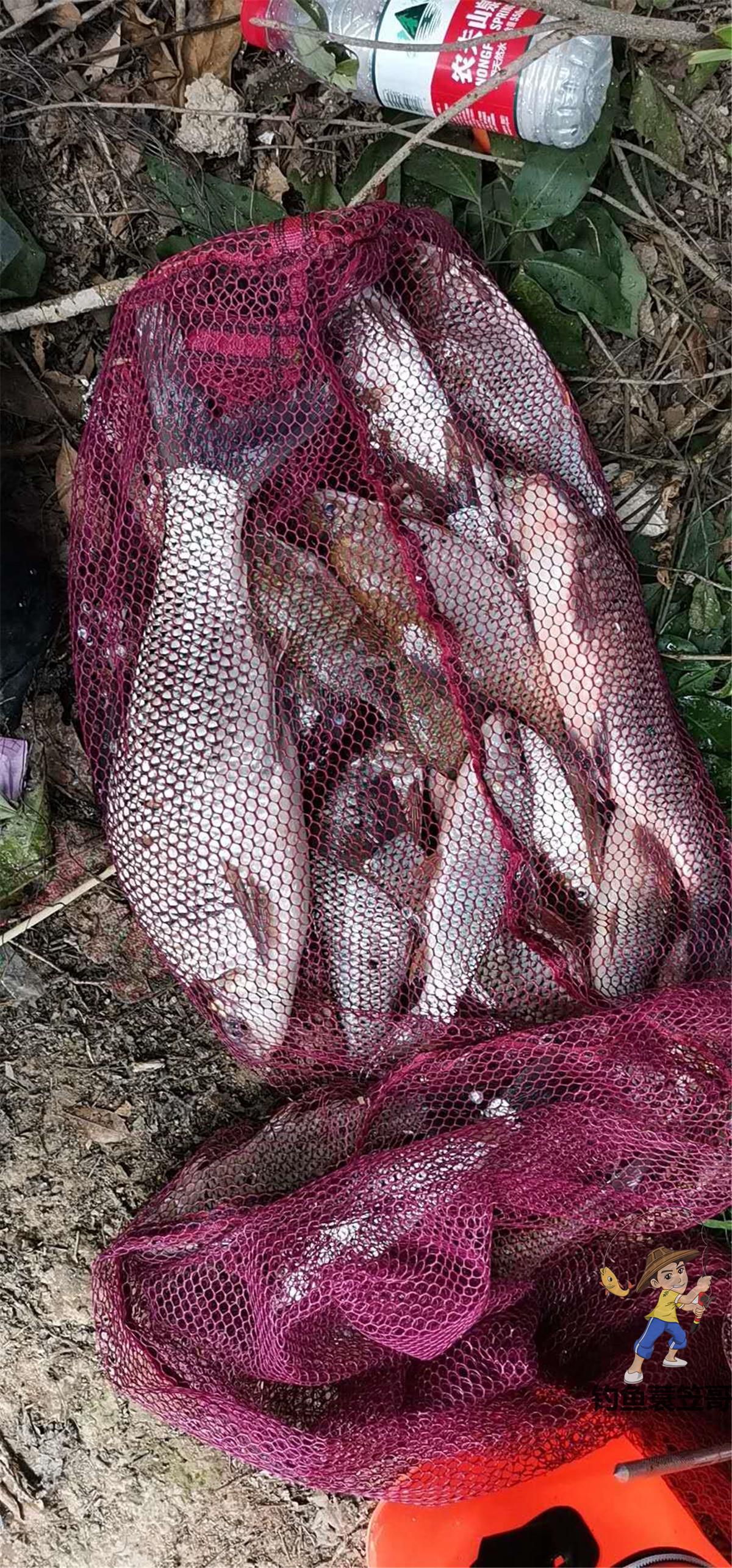 广西地区野钓鲮鱼饵料配方,大江野钓鲮鱼饵料配方