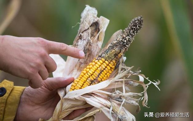 夏季霉菌感染对鸭群的侵害有哪些?最有效的小秘方一定要收藏