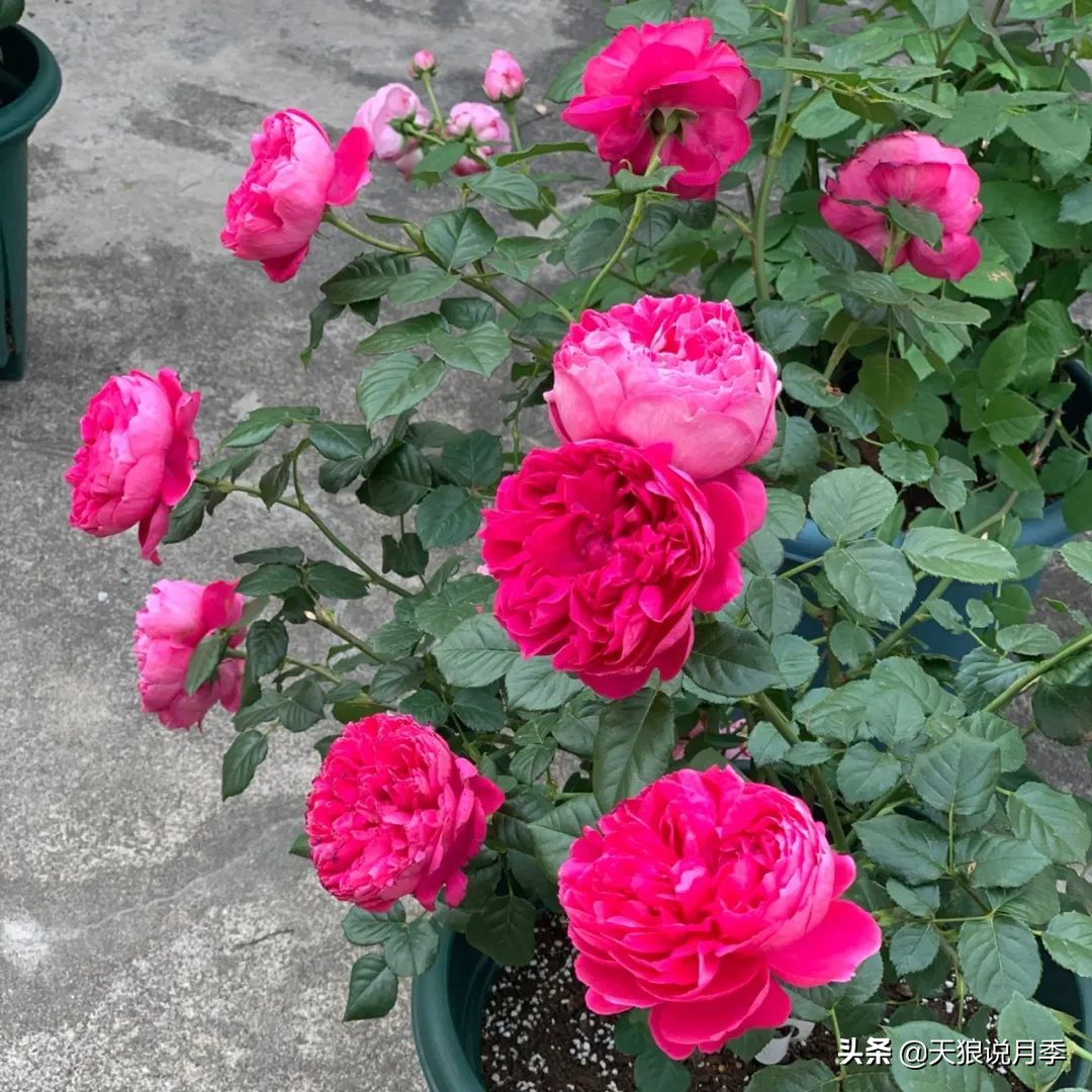 不容易，天狼自育终于打折了！空蒙只要50不到！