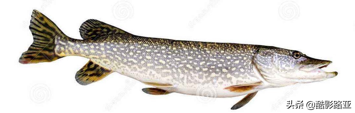 路亚鱼种对应假饵和钓法,新手钓路亚建议什么竿