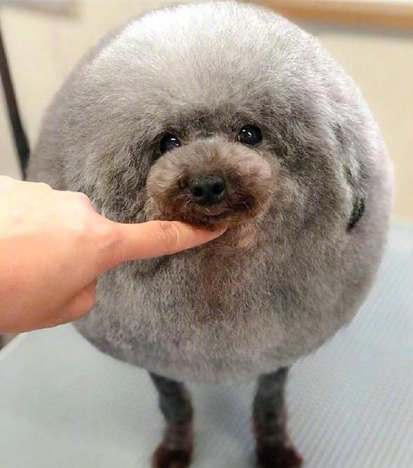 带狗子去宠物店做造型，结束后却懵了：想踢一脚是怎么回事？