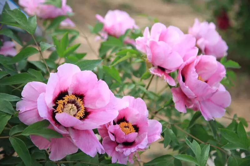 神奇的传说古老的传说,神奇的传说完整版