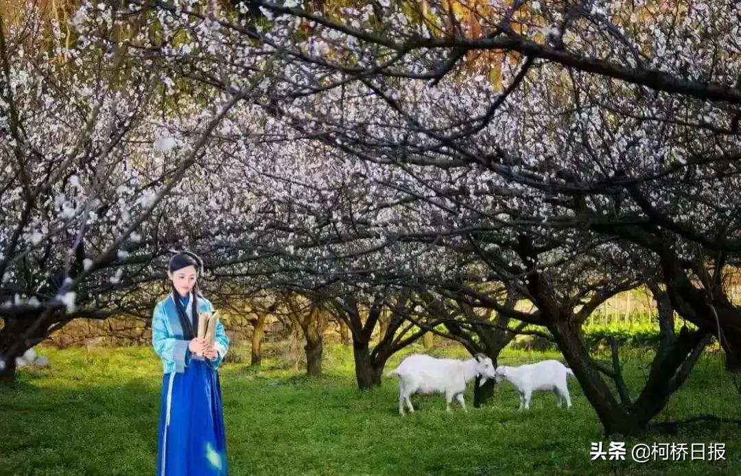 柯桥梅花来了,柯桥香雪梅海景区
