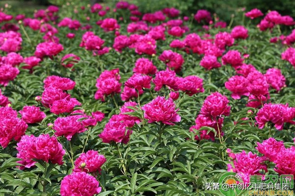 牡丹花怎么栽培,牡丹花怎么栽培视频教程