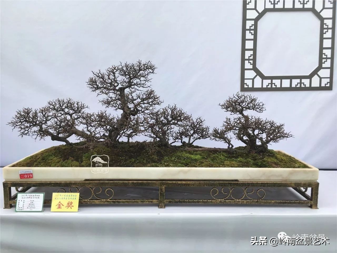 精品雀梅盆景名称,值得收藏的盆景作品欣赏