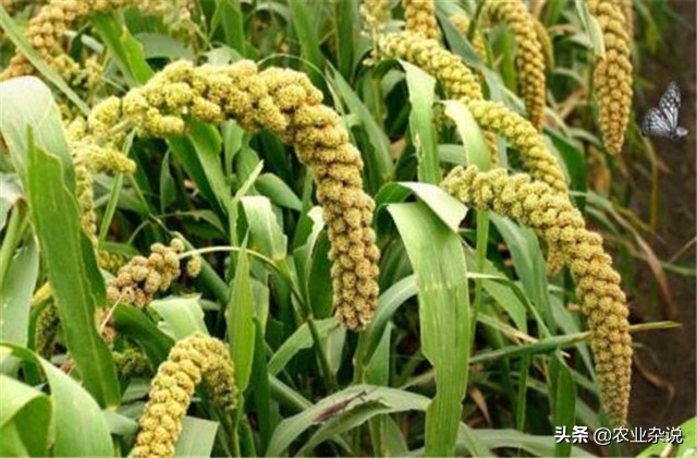 谷子怎么种植能高产,有机稻谷种植技术