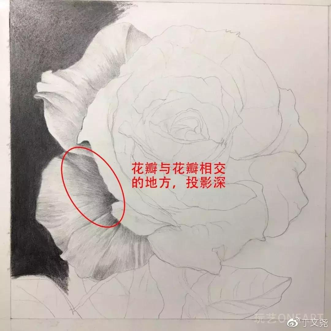 素描教程简单8-12岁玫瑰花,玫瑰素描怎么画