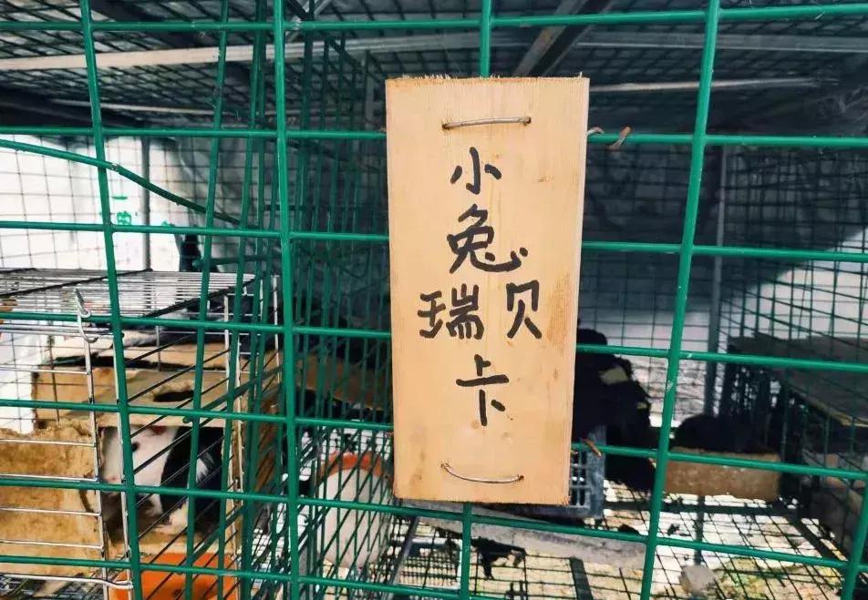 被“致富经”忽悠养殖野鸡，没想到失败以后反而成了番茄大王