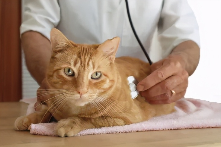 遇到猫癣别崩溃，你是方法没做对