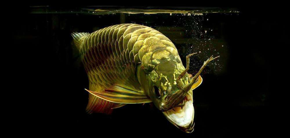 养了十年的龙鱼拒食怎么回事,养了半年龙鱼受到惊吓怎么解决