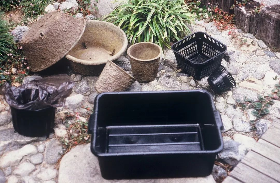 睡莲怎么养才能开花大,睡莲怎么养才容易开花