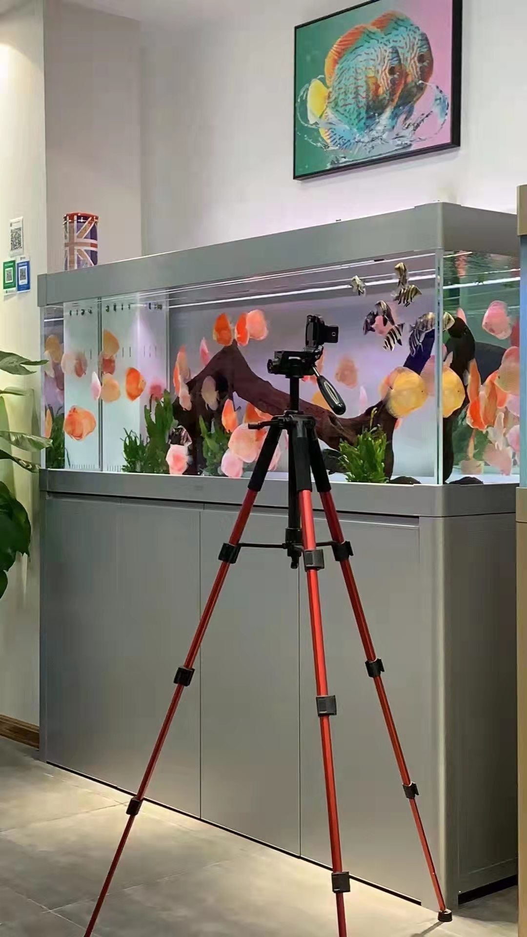 鱼缸搬家攻略视频,鱼缸搬家