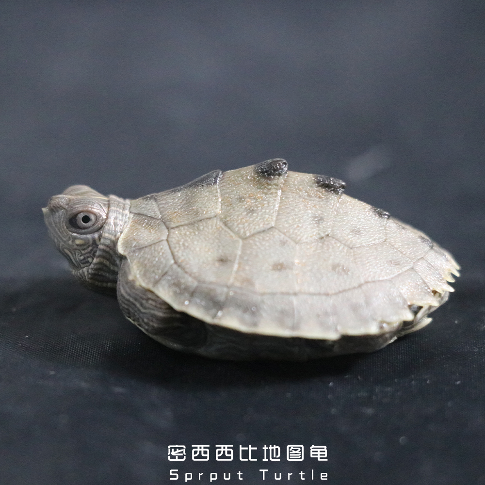 龟突然不吃东西了,龟突然不吃食温度还很好不会冬眠