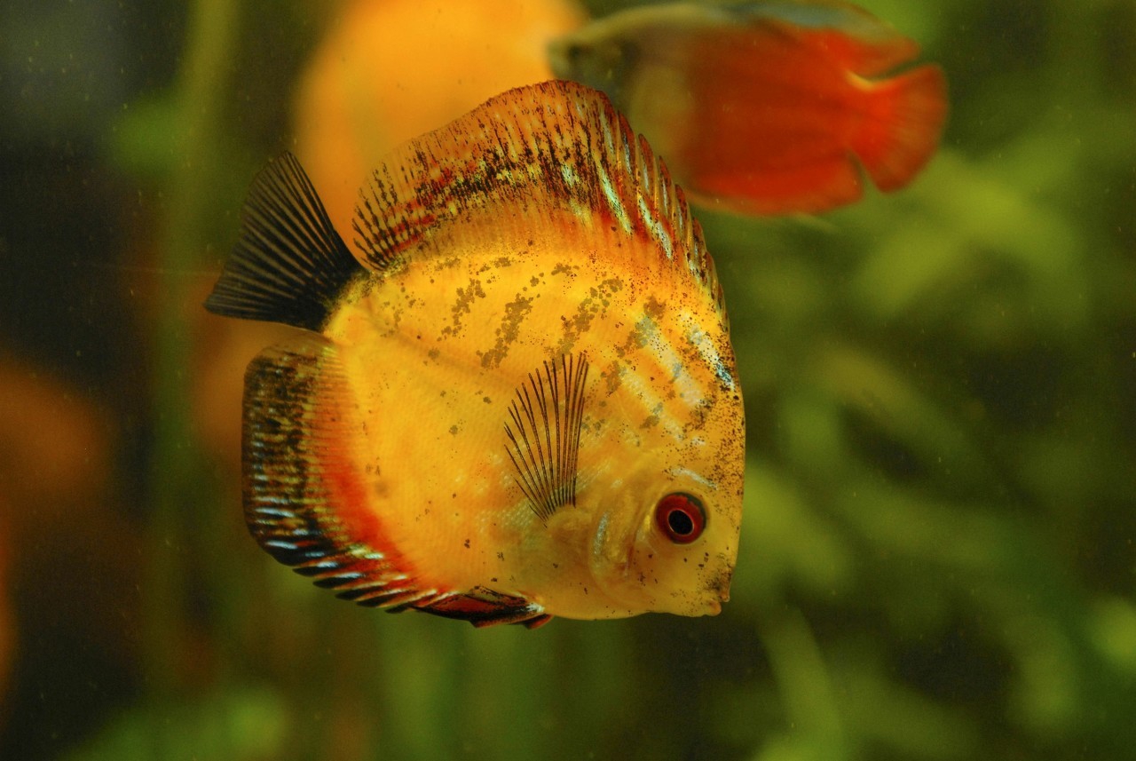 养鱼必备什么鱼药好,水族新手入门养鱼常识视频